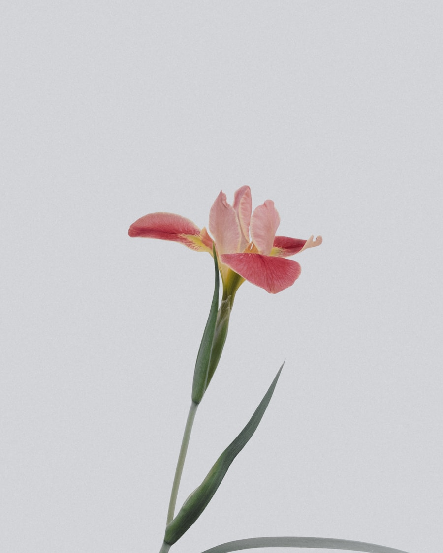 Shabbat flower subscription